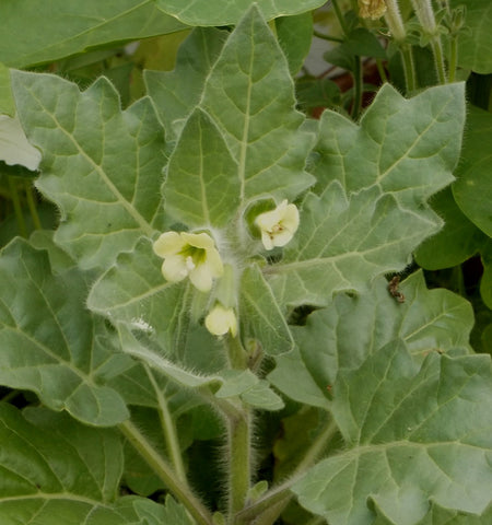 Classes: Henbane: The Witch's Friend SOLD OUT